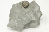 Bargain, Curled Isotelus Trilobite - Mt Orab, Ohio #200475-1